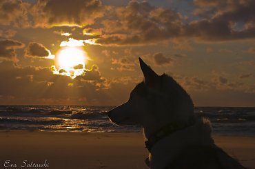 Urlopowo :) #morze #pies #ZachodSlonca