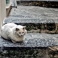 Kotek z Positano , Nie pamietam czy to zdjecie juz bylo, ale je lubie:)