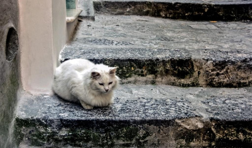 Kotek z Positano , Nie pamietam czy to zdjecie juz bylo, ale je lubie:)