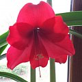 Hippeastrum Palermo