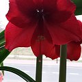 Hippeastrum Palermo