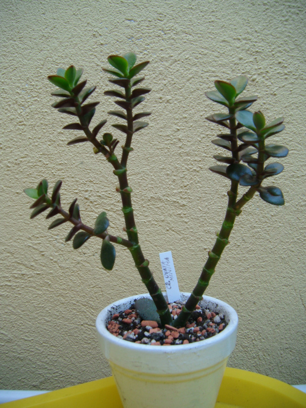 Crassula ovata