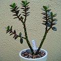 Crassula ovata