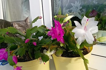 Fotki z Nokii 735 #broart #Lumia735 #Nokia