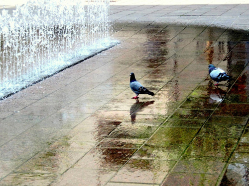 Lubeka - rozgrzane gołębie chłodzą się przy fontannie