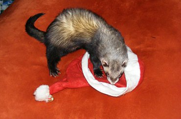 #BożeNarodzenie #ŚwiąteczneFrety #święta