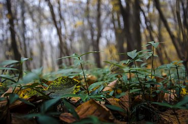 Bliżej ziemi #drzewa #góry #liście #łąki #morza #natura #natury #przyroda #rzeki #urok #zieleń #zwierzęta