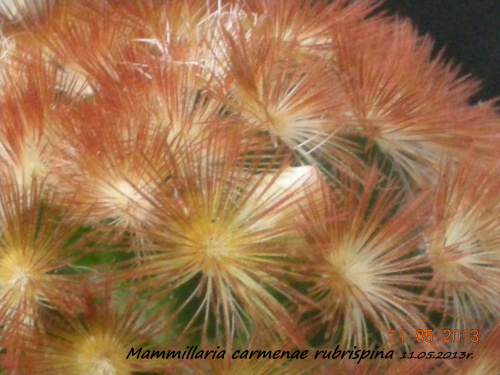 Mammillaria carmenae