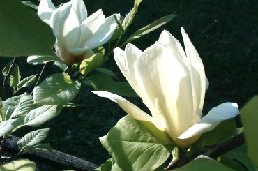 #drzewa #krzewy #kwiaty