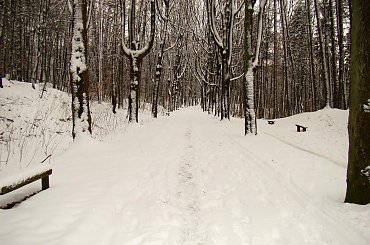 zimowy las #las #drzewa #zima