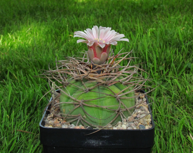 Gymnocalycium cardenasianum