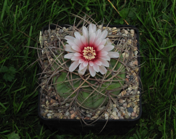 Gymnocalycium cardenasianum