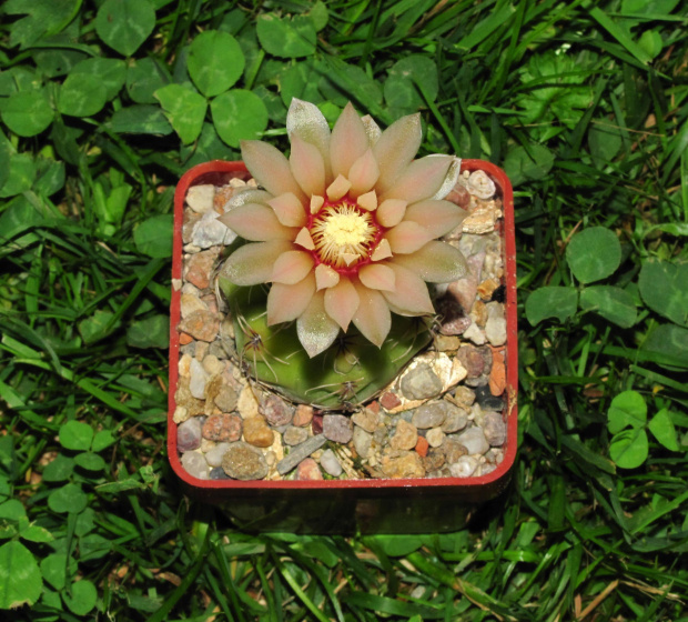 Gymnocalycium spec. STO 93-758