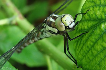 #ogród #owady #ważki