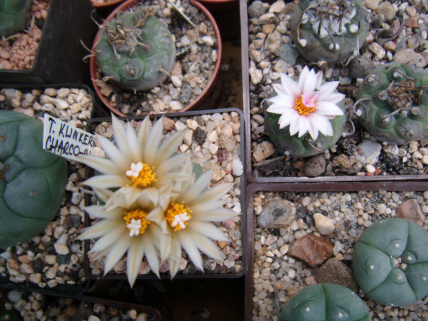 turbinicarpus