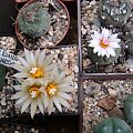 turbinicarpus