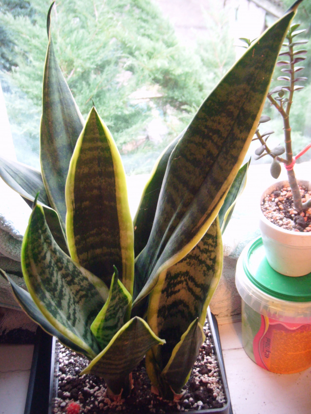 sansevieria