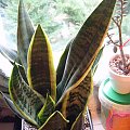 sansevieria