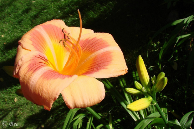 liliowce #kwiaty #lato #liliowce #ogród