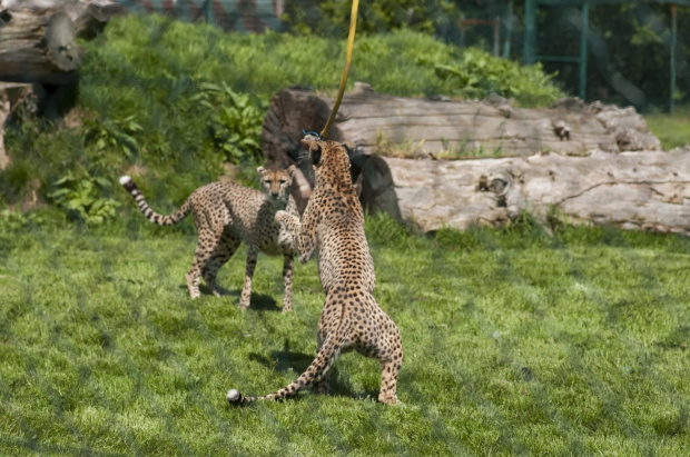 Gepard