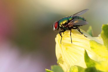 ... #mucha #muchy #owady #lato