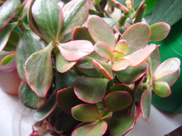 crassula