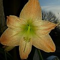 Hippeastrum Emanuelle