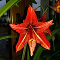 Hippeastrum Machala