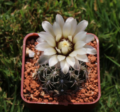 Gymnocalycium rosae JPR 177/542