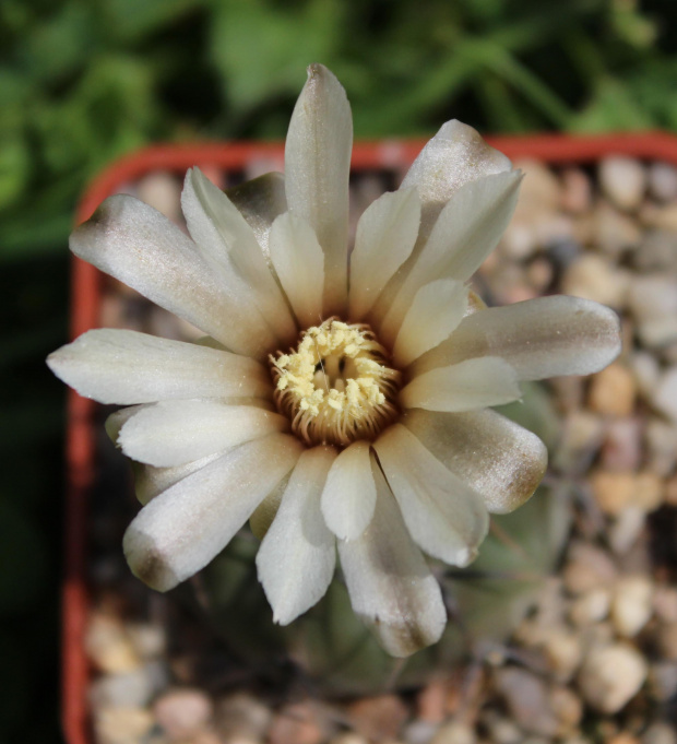 Gymnocalycium vatteri STO 90-412