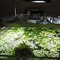 Belka oświetleniowa LED do akwarium #akwarium #belka #oświetlenie #ryby