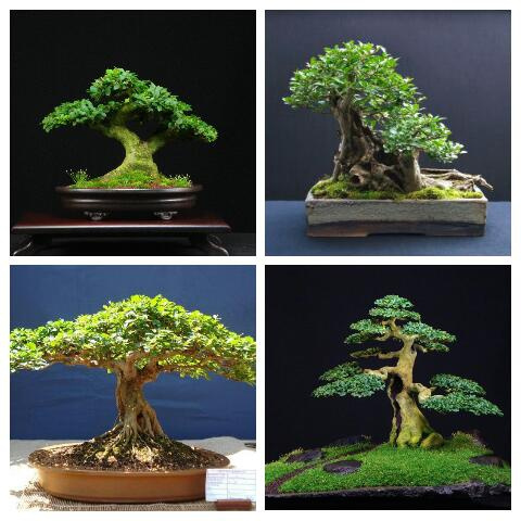 bonsai