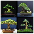 bonsai