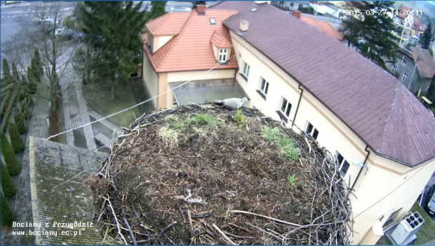 Sierpówka w bocianim gnieździe w Przygodzicach
http://www.bociany.ec.pl/