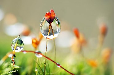 z mchu2 #kwiaty #las #makro #motyle #owady #przyroda #zwierzęta