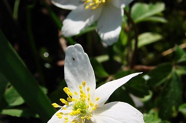 #kwiaty #ogród #wiosna