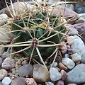 Gymnocalycium monvillei