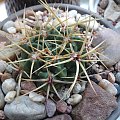 Gymnocalycium monvillei