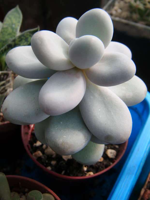 p oviferum