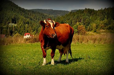 Kamesznica - Beskid Śląski #BaraniaGóra #BeskidŚląski #beskidy #góry