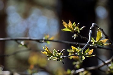 Nadchodzi wiosa #ptaki #owady #liście #wiosna #wojtekwrzesień #wojtekwrzesien #WojciechWrzesień #Fotmart