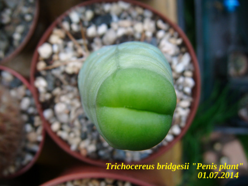 Trichocereus