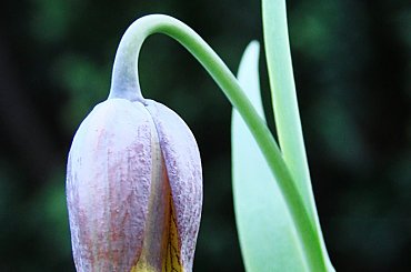 Szachownica Michajłowskiego #kwiaty #ogród #wiosna