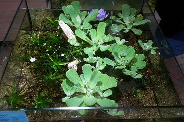 dino breda #Akwarium #breda #dino #RoślinyFiltry #ryby