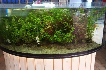 dino breda #Akwarium #breda #dino #RoślinyFiltry #ryby