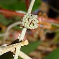 Hoya sp. 77 Flores Island UT038 pąki