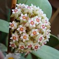 Hoya acuta Chang Island