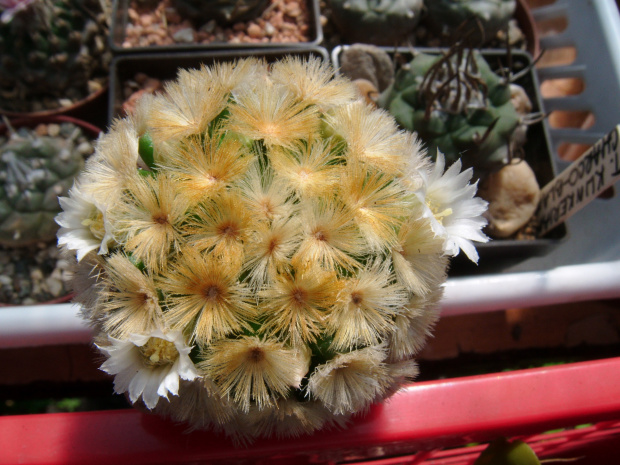 Mammillaria