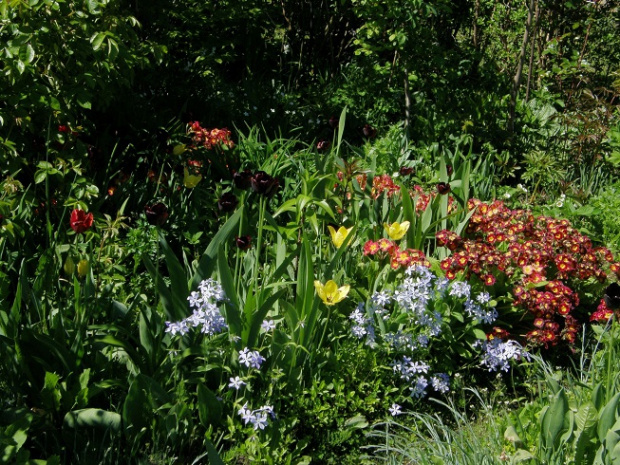 maj w ogrodzie #kwiaty #ogródek