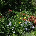 maj w ogrodzie #kwiaty #ogródek